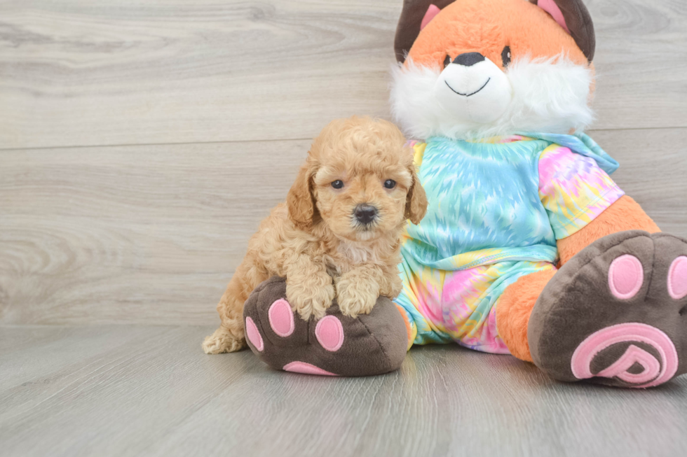 Friendly Mini Goldendoodle Baby