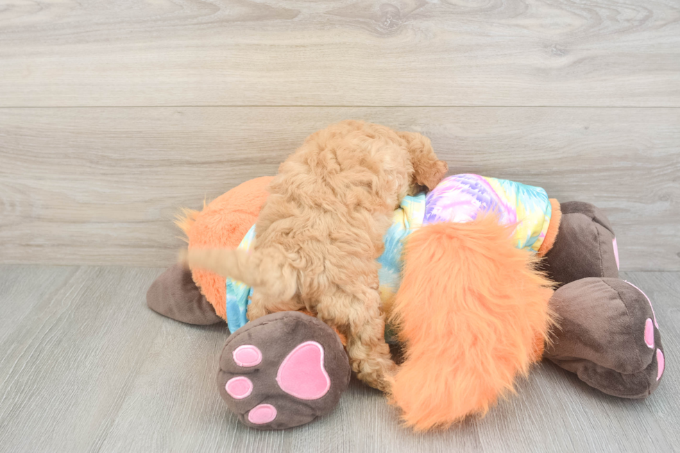 Funny Mini Goldendoodle Poodle Mix Pup