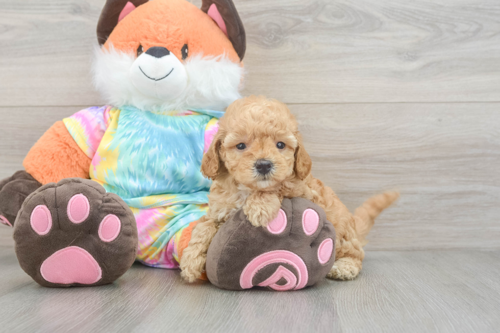 Adorable Golden Retriever Poodle Mix Poodle Mix Puppy