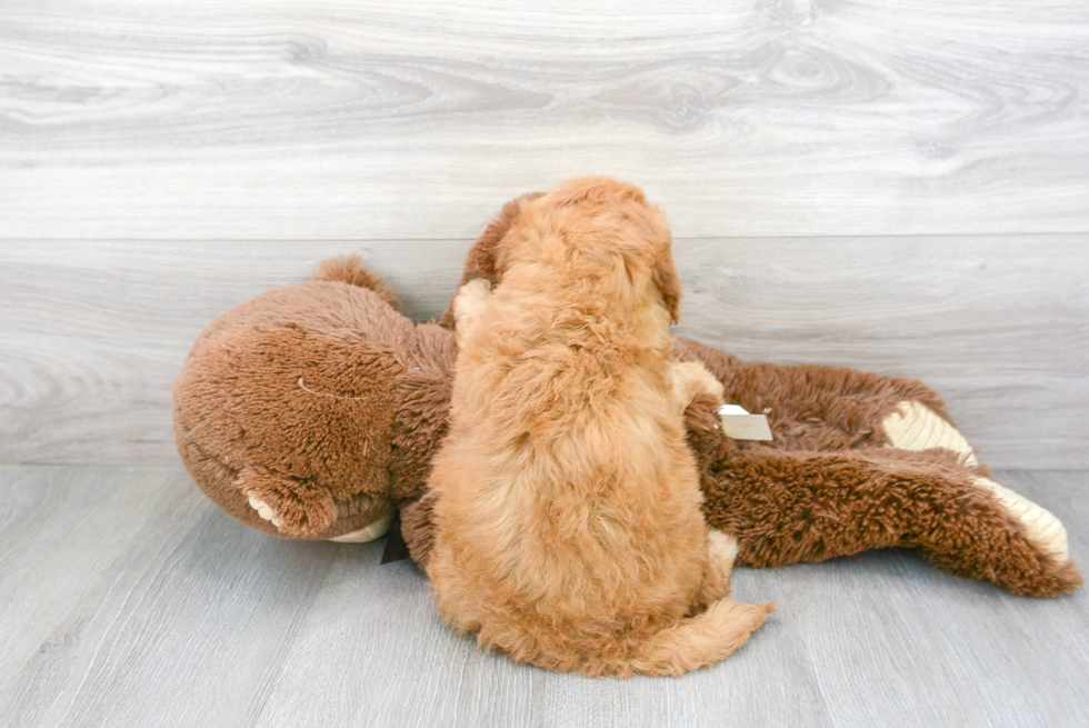 Mini Goldendoodle Puppy for Adoption