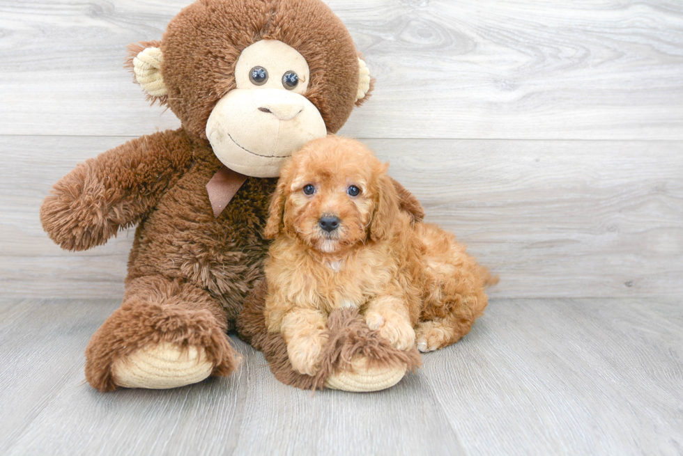 Popular Mini Goldendoodle Poodle Mix Pup