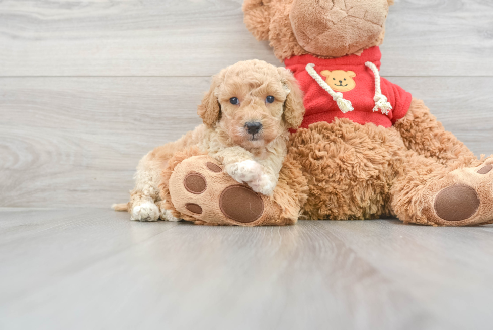 Mini Goldendoodle Puppy for Adoption