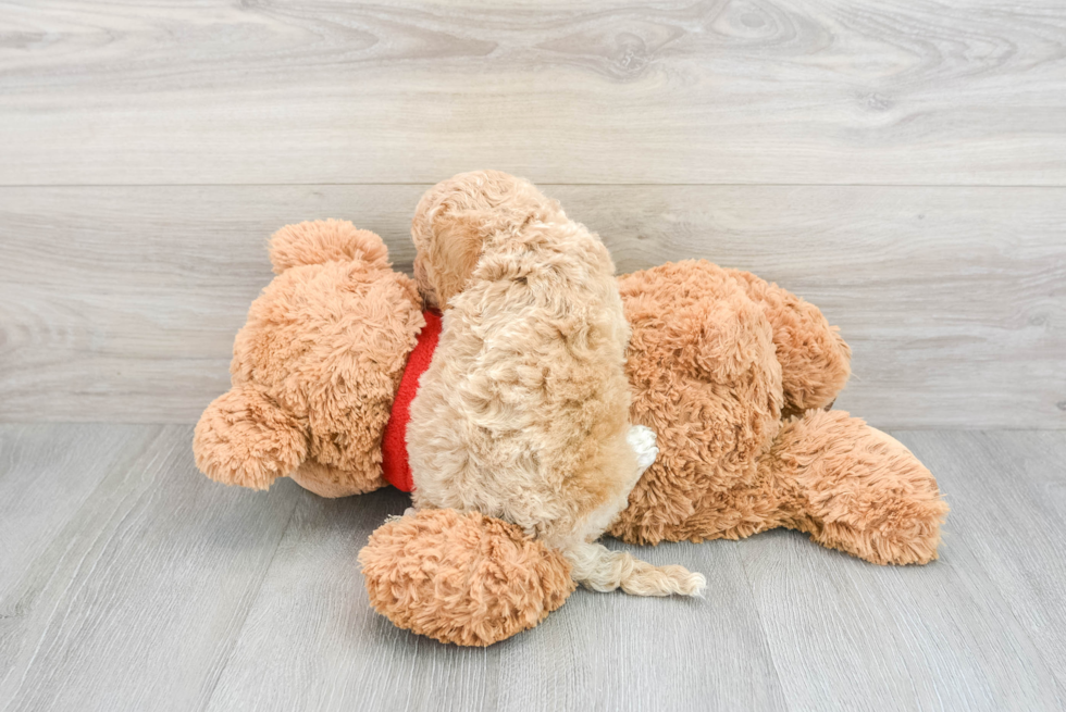 Mini Goldendoodle Puppy for Adoption