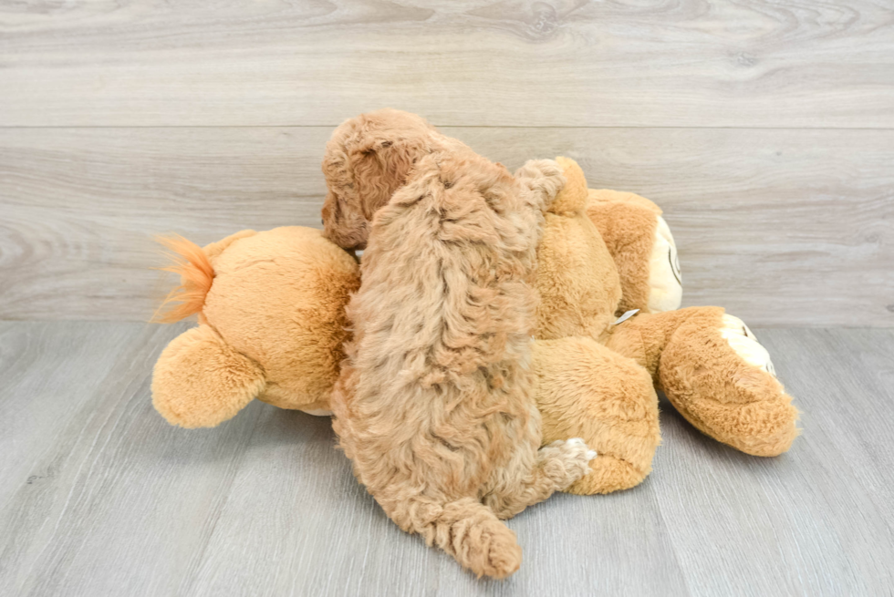 Happy Mini Goldendoodle Baby