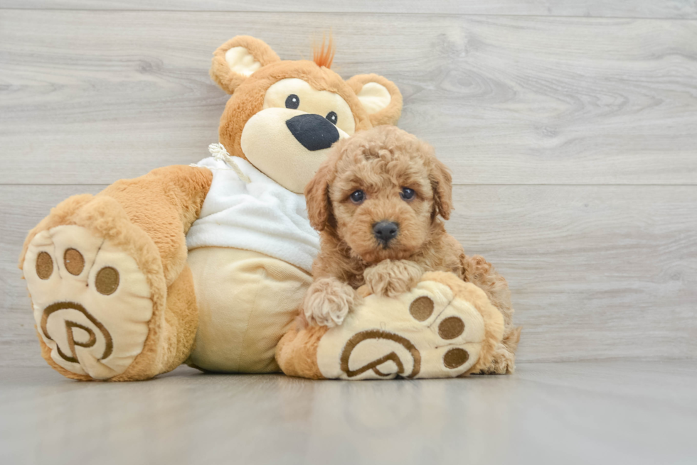 Mini Goldendoodle Pup Being Cute