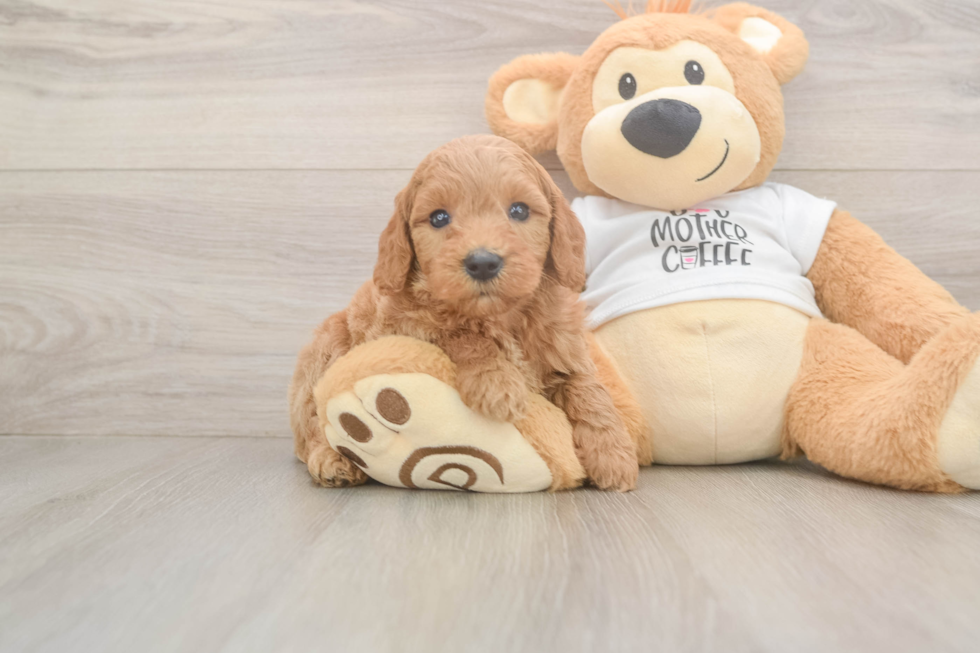 Mini Goldendoodle Puppy for Adoption