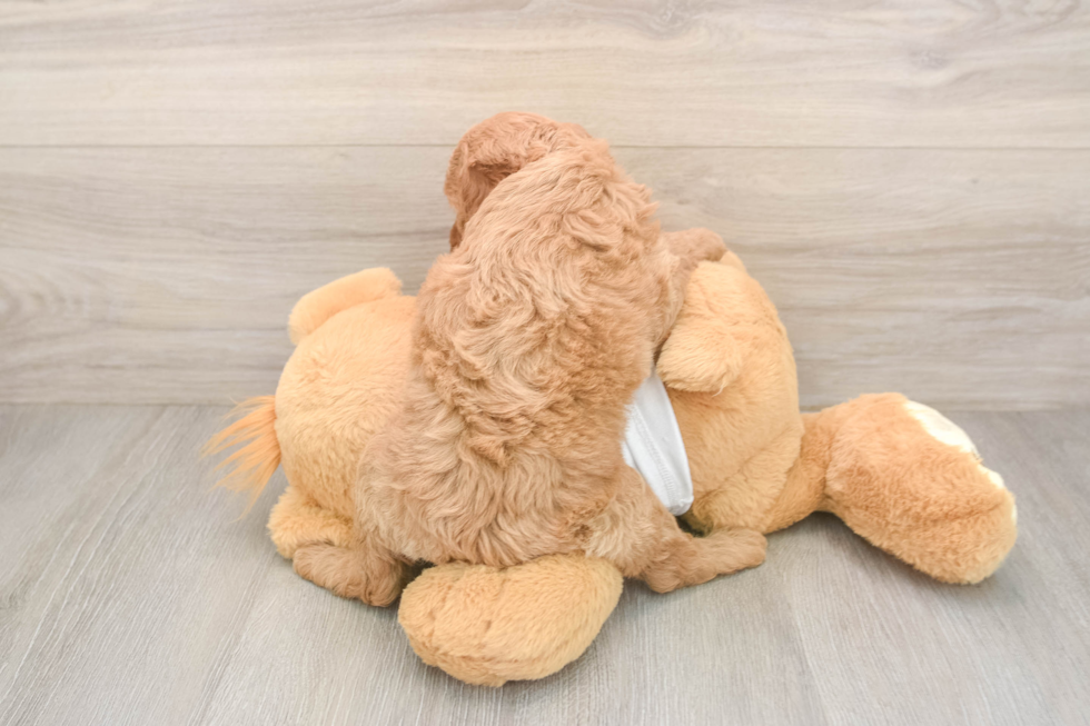 Mini Goldendoodle Puppy for Adoption