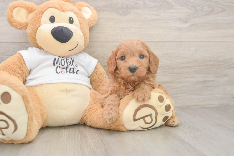 Little Mini Goldenpoo Poodle Mix Puppy