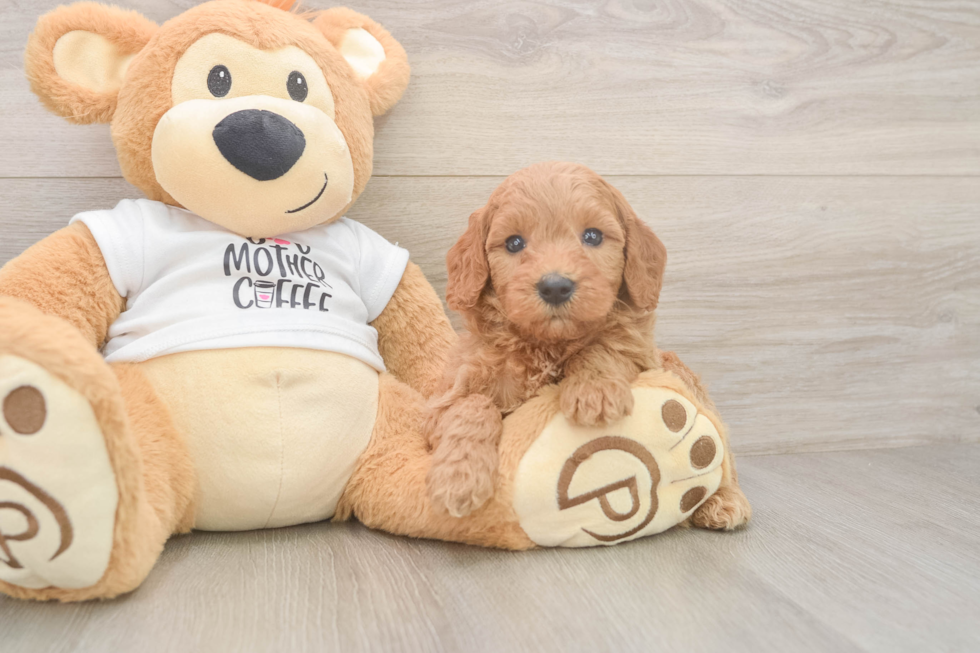Little Mini Goldenpoo Poodle Mix Puppy