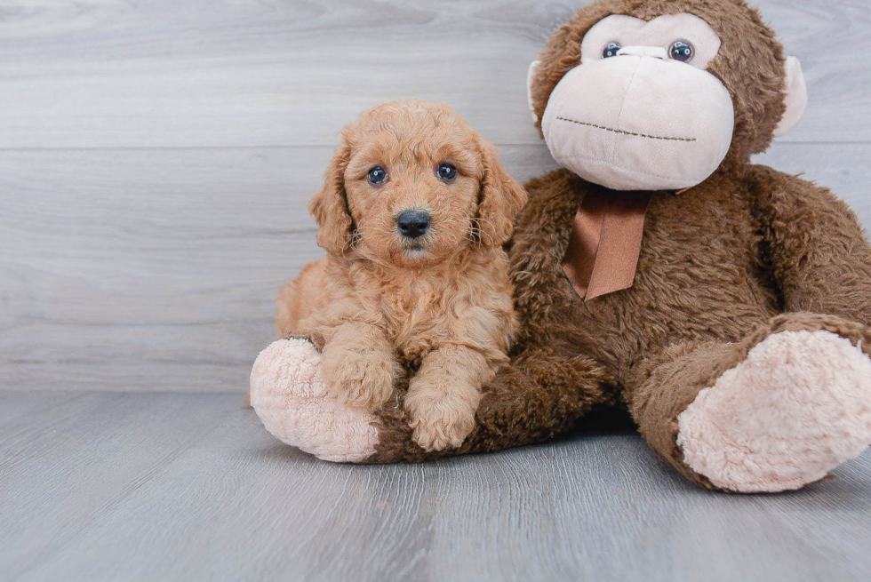 Little Golden Retriever Poodle Mix Puppy