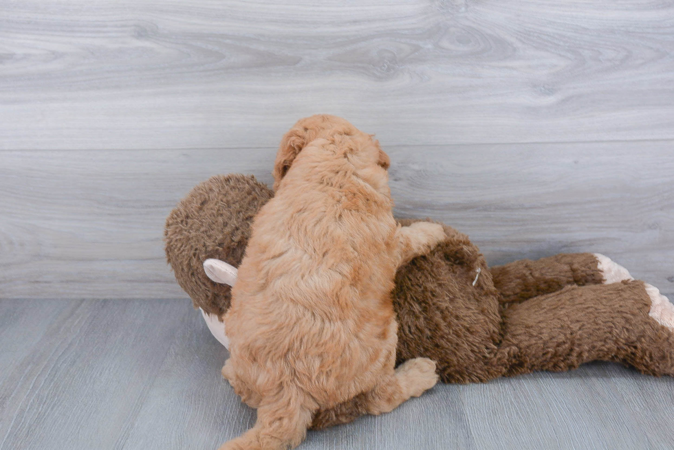 Mini Goldendoodle Pup Being Cute