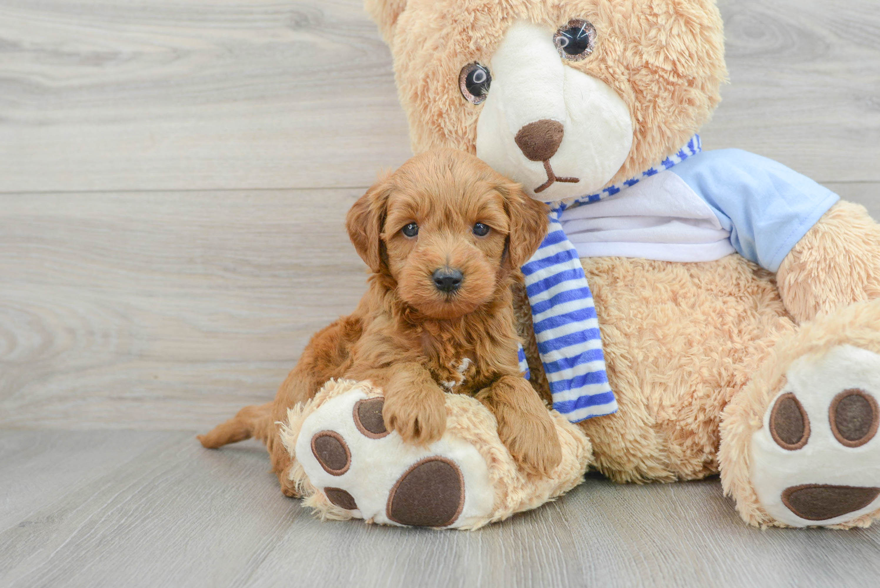Hypoallergenic Golden Retriever Poodle Mix Puppy