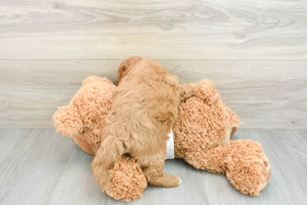 Mini Goldendoodle Puppy for Adoption