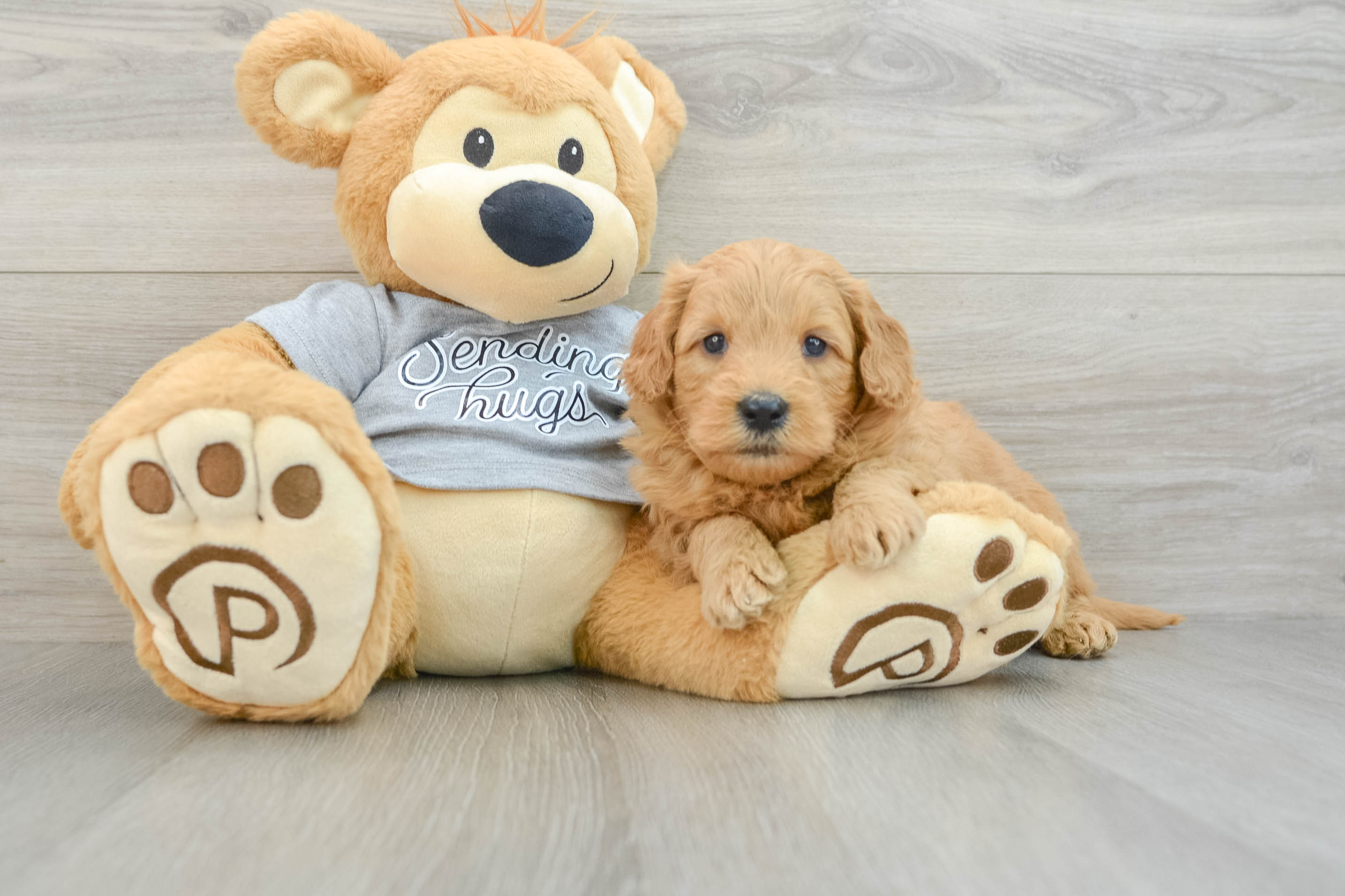 Mini Goldendoodle Puppy for Adoption