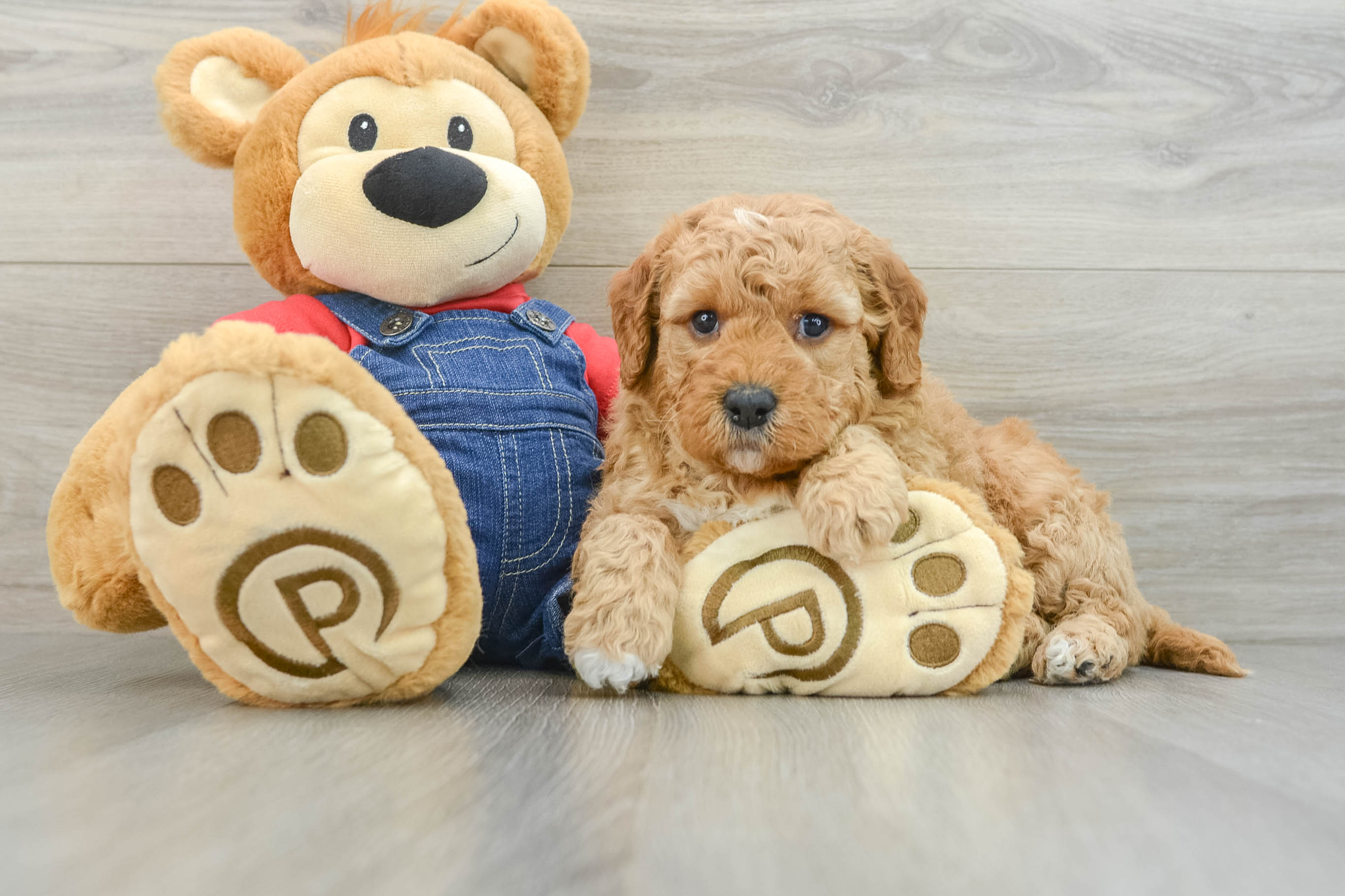 Little Mini Goldenpoo Poodle Mix Puppy