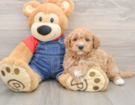 7 week old Mini Goldendoodle Puppy For Sale - Premier Pups