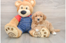 Mini Goldendoodle Pup Being Cute