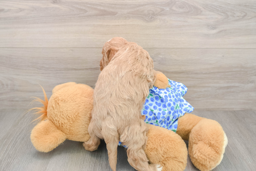 Small Mini Goldendoodle Baby