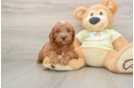 Mini Goldendoodle Pup Being Cute