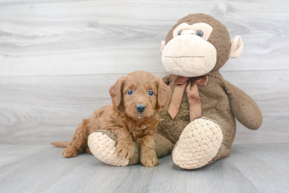 Best Mini Goldendoodle Baby