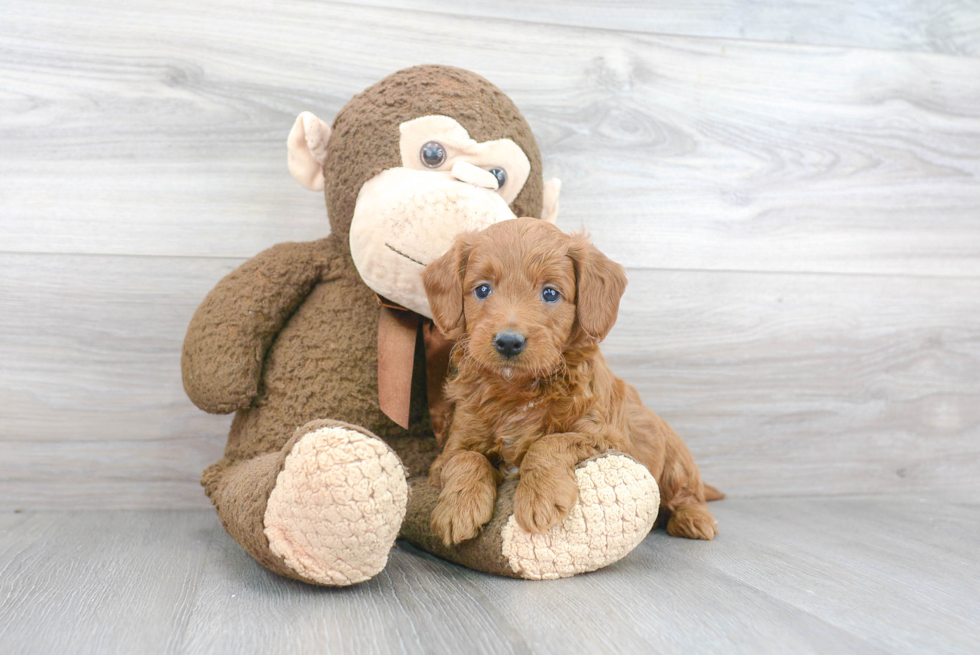 Mini Goldendoodle Puppy for Adoption