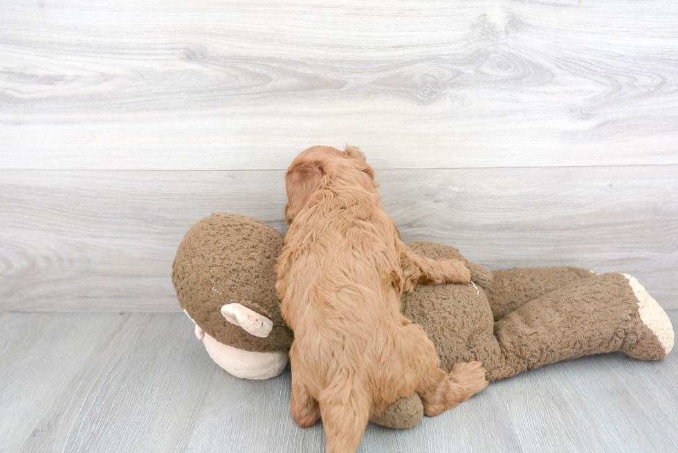 Little Golden Retriever Poodle Mix Puppy