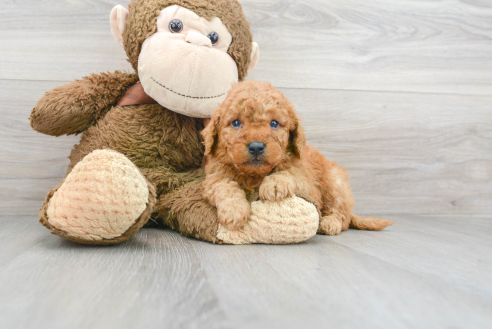 Playful Golden Retriever Poodle Mix Puppy