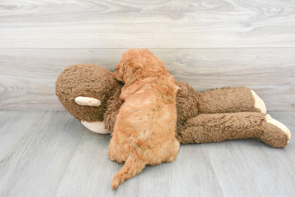 Best Mini Goldendoodle Baby