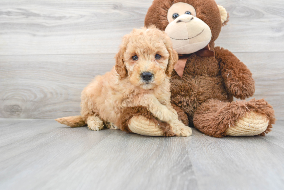 Fluffy Mini Goldendoodle Poodle Mix Pup