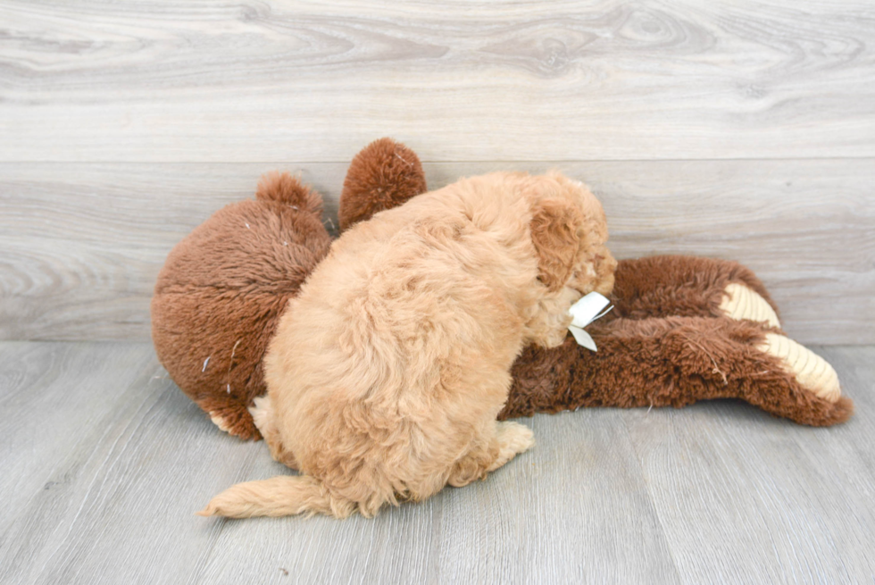 Best Mini Goldendoodle Baby