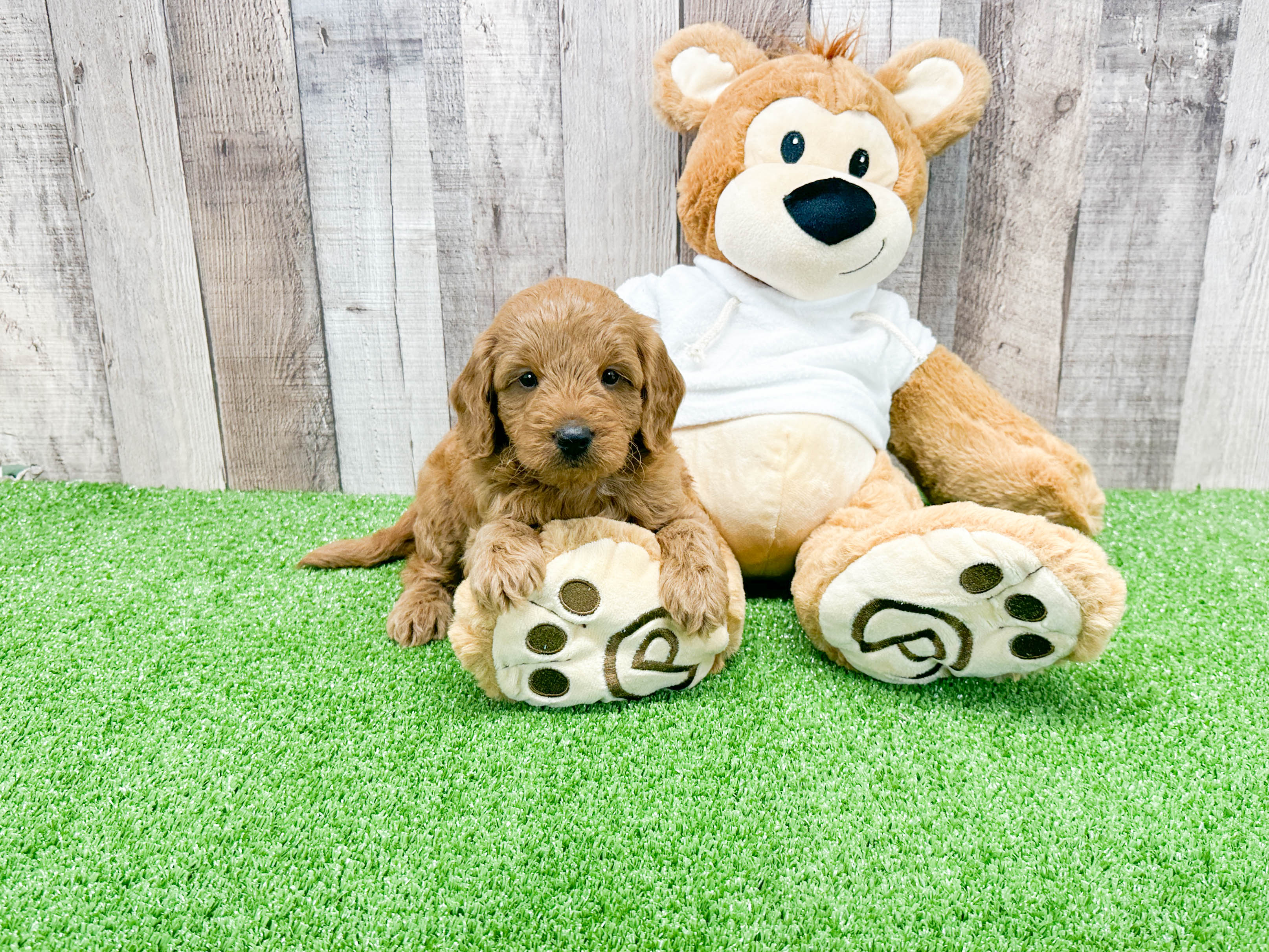 Mini Goldendoodle Pup Being Cute