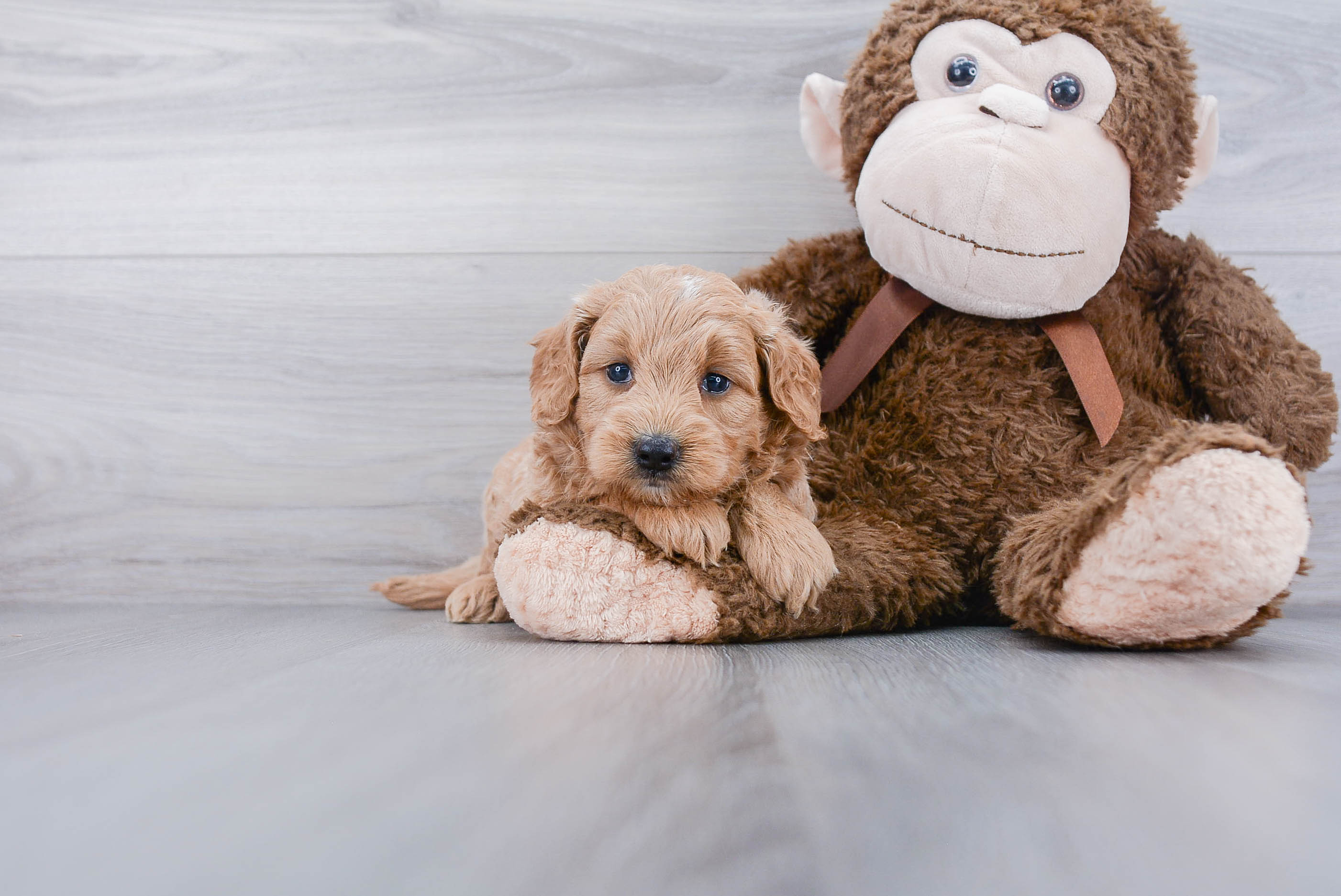 Adorable Golden Retriever Poodle Mix Puppy