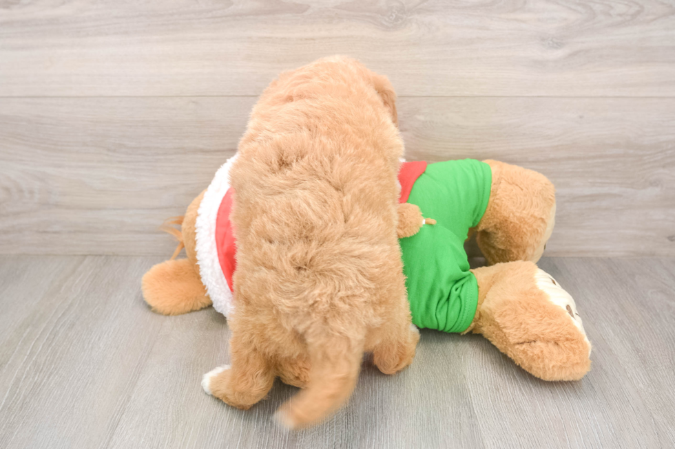Sweet Mini Goldendoodle Baby