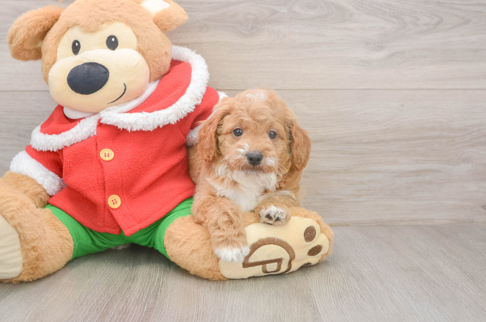 5 week old Mini Goldendoodle Puppy For Sale - Premier Pups