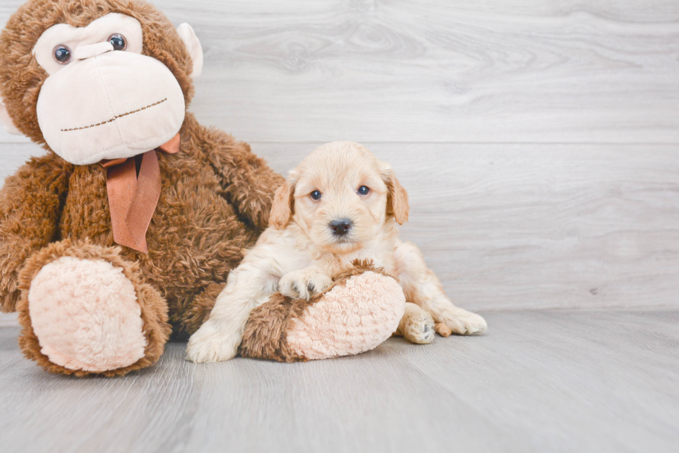 Mini Goldendoodle Puppy for Adoption