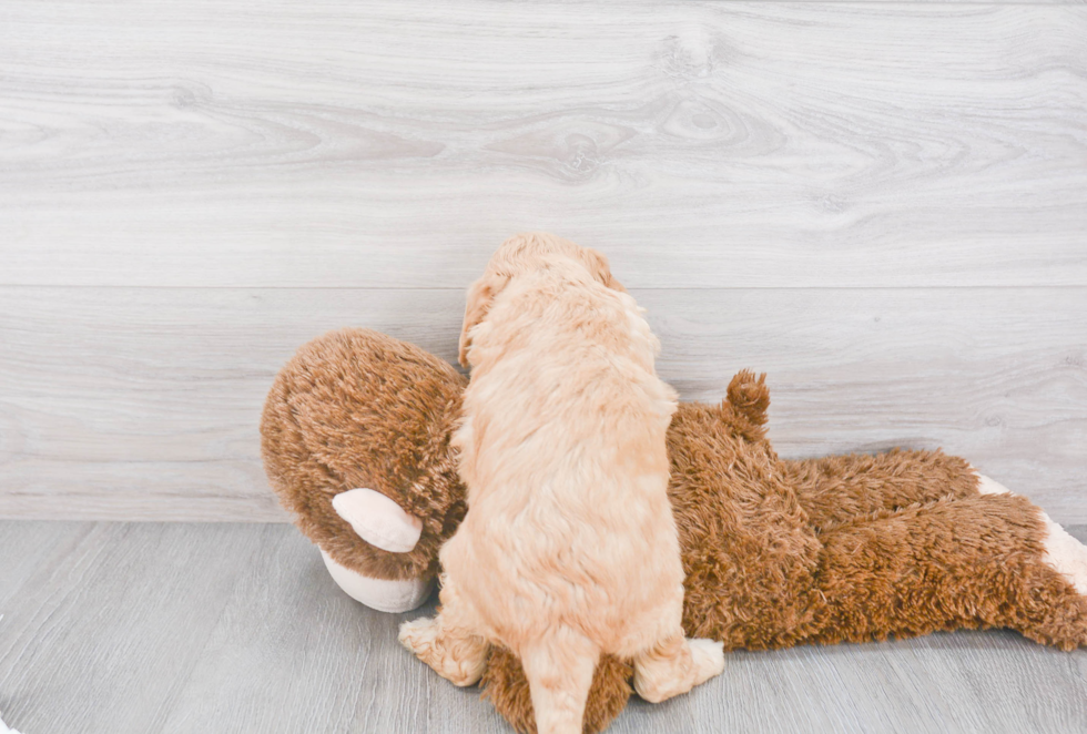 Mini Goldendoodle Puppy for Adoption