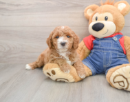 7 week old Mini Goldendoodle Puppy For Sale - Premier Pups