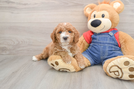 Hypoallergenic Mini Goldiepoo Poodle Mix Puppy