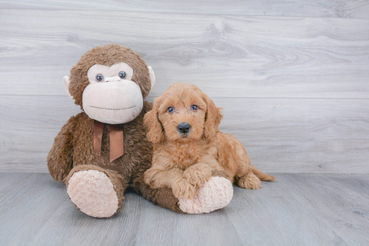 Energetic Golden Retriever Poodle Mix Puppy