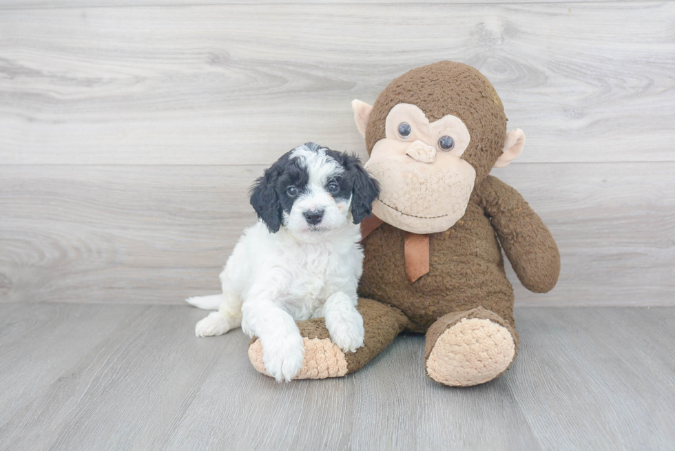 Mini Goldendoodle Pup Being Cute