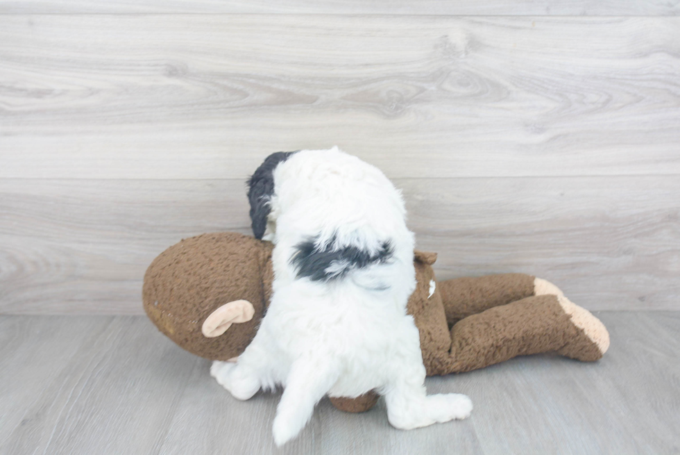 Happy Mini Goldendoodle Baby