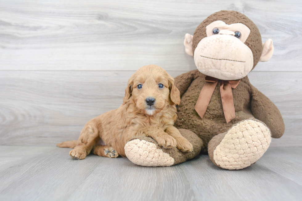 Fluffy Mini Goldendoodle Poodle Mix Pup