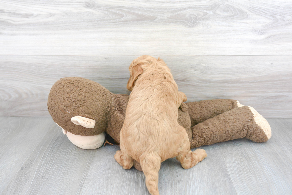 Mini Goldendoodle Puppy for Adoption