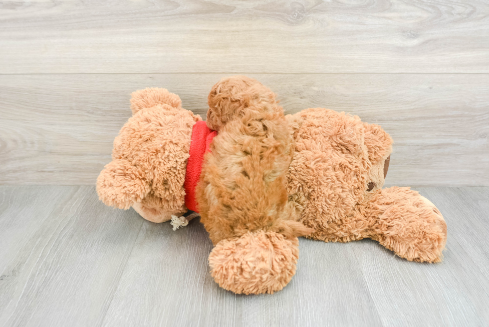 Little Mini Goldenpoo Poodle Mix Puppy