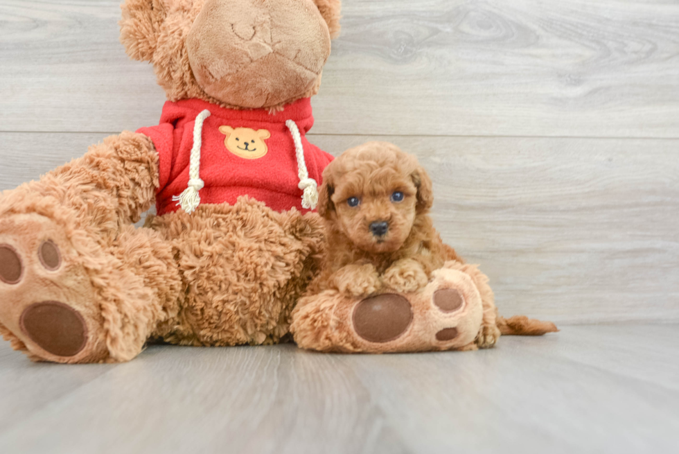 Adorable Golden Retriever Poodle Mix Poodle Mix Puppy