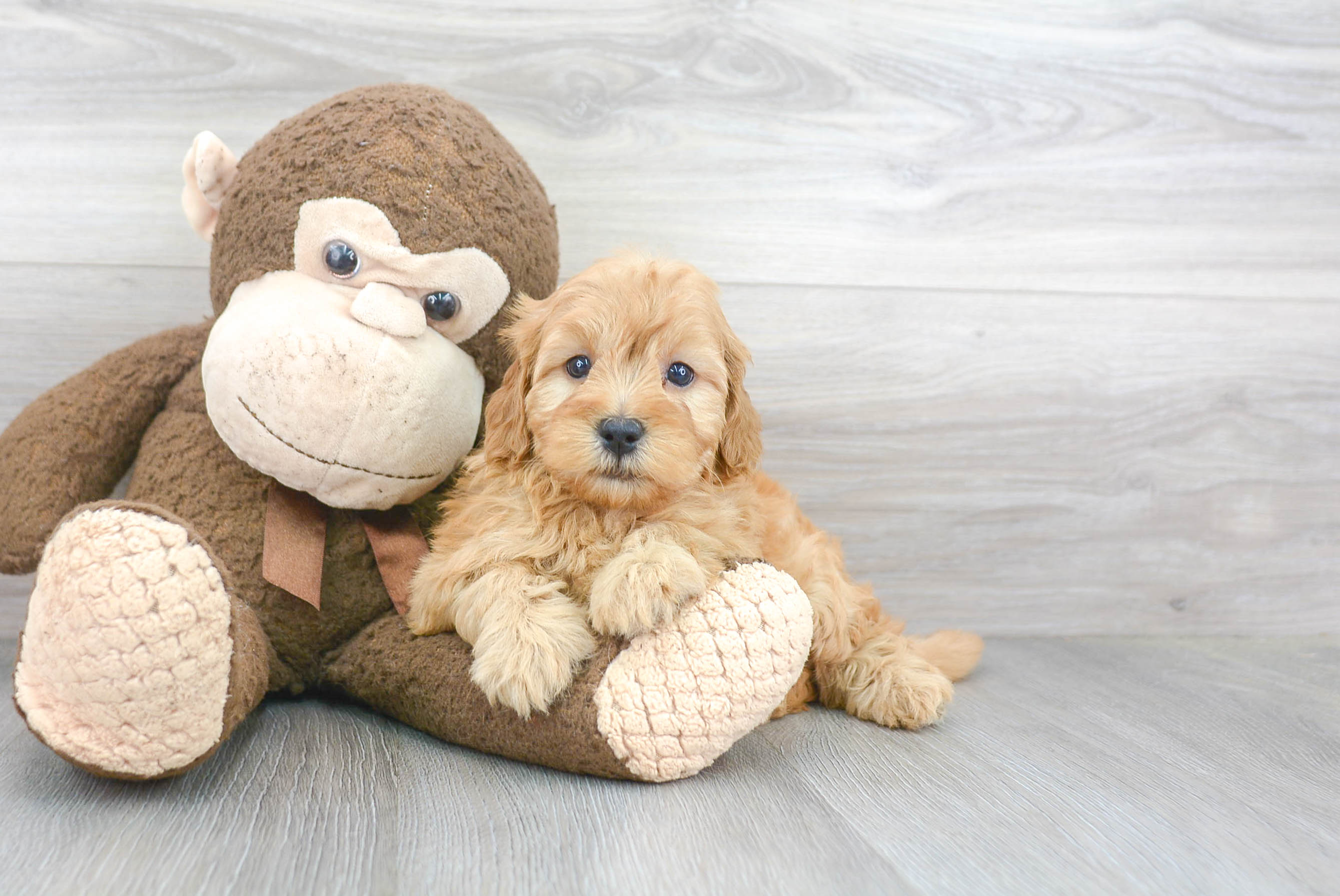 Small Mini Goldendoodle Baby