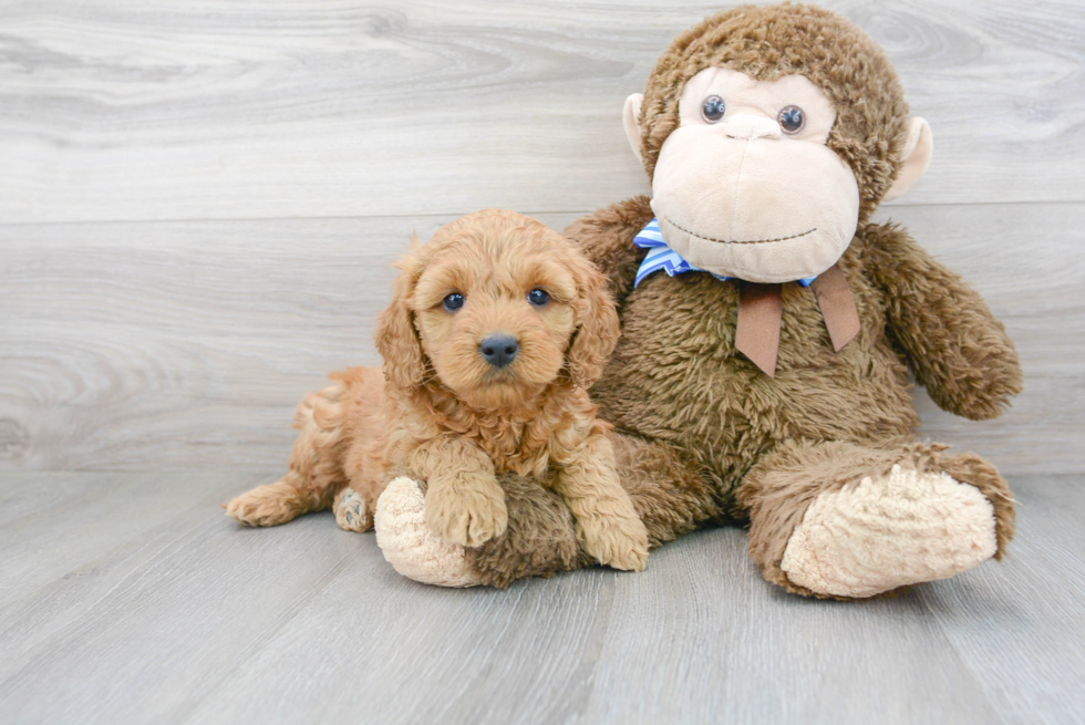 Best Mini Goldendoodle Baby