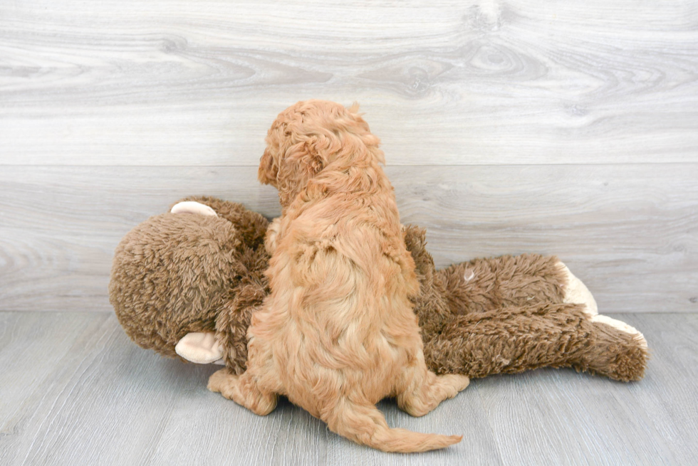 Adorable Golden Retriever Poodle Mix Puppy
