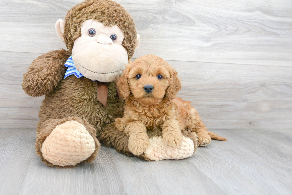 Mini Goldendoodle Pup Being Cute