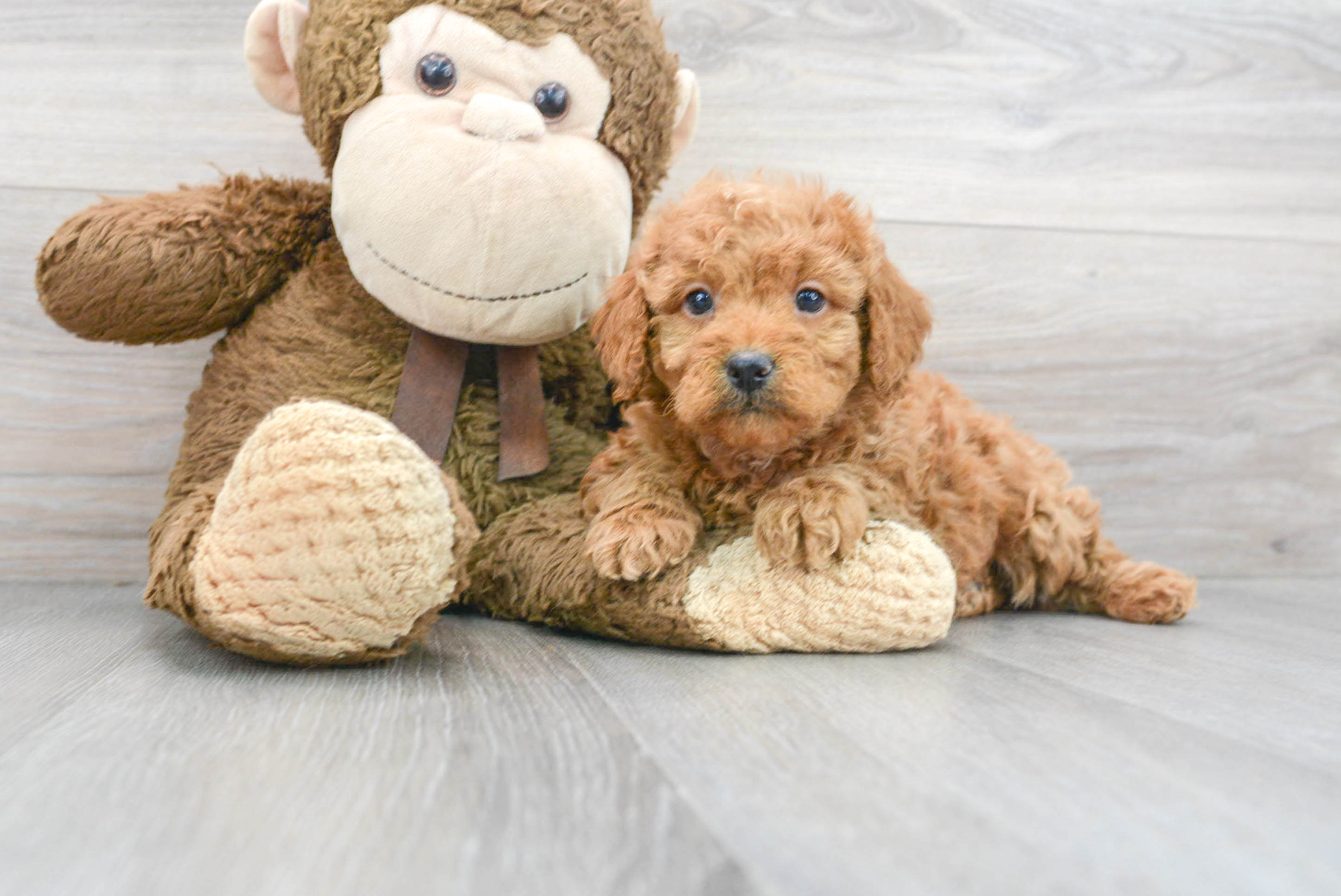 Best Mini Goldendoodle Baby